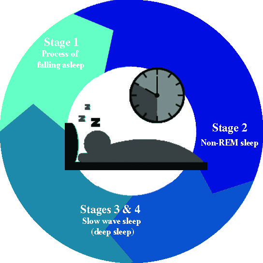 The Basics Of Your Sleep Cycle –