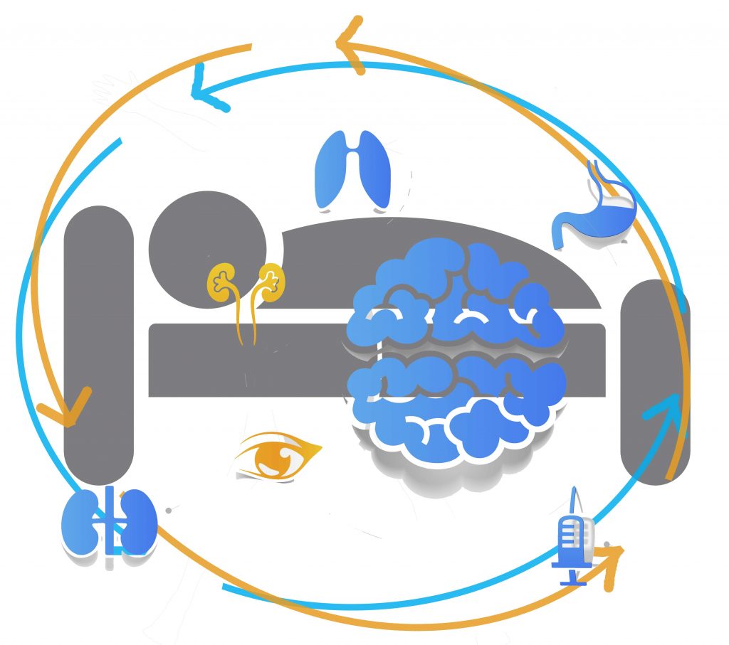 sleep-timing-vs-sleep-length-which-matters-more-chronobiology