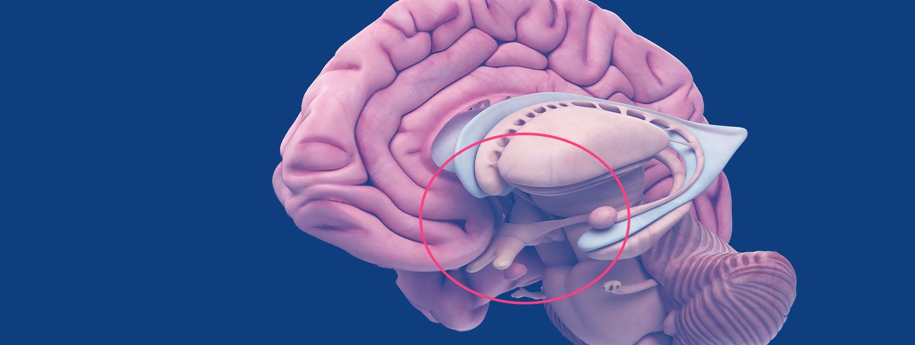 Unraveling the Mysteries of our Biological Rhythms: The Suprachiasmatic ...