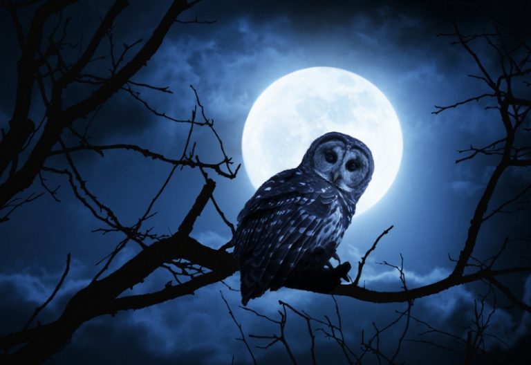 international-research-review-outlines-night-owl-health-risks