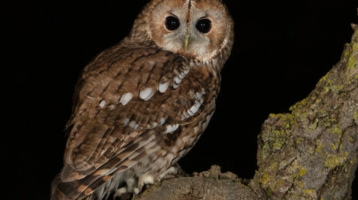 Are Night Owls More Prone to Depression, Heart Disease and Metabolic Disorders?